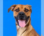 ROSIE - Female Boxer-Unknown Mix Dog for Adoption - Small photo