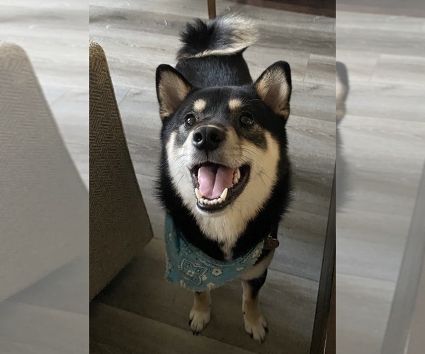 Medium Photo #1 Shiba Inu Puppy For Sale in LOS ANGELES, CA, USA