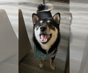 Father of the Shiba Inu puppies born on 02/10/2025