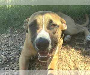 Black Mouth Cur-Boxer Mix Dogs for adoption in Anniston, AL, USA