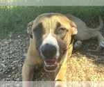 Small Black Mouth Cur-Boxer Mix