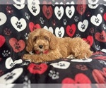 Small #4 Cavapoo