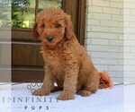 Small #2 Goldendoodle (Miniature)