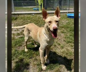 German Shepherd Dog-Unknown Mix Dogs for adoption in Conroe, TX, USA