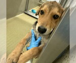 Small German Shepherd Dog
