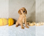 Dalila - Female Golden Retriever Puppy for Sale - Photo #3