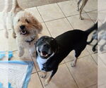 Small #1 Labrador Retriever Mix