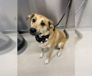 Medium Labrador Retriever Mix