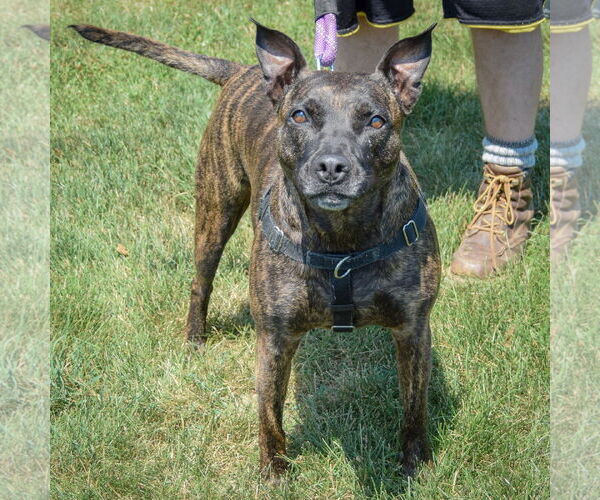 Medium Photo #5 American Staffordshire Terrier-Boxer Mix Puppy For Sale in Huntley, IL, USA