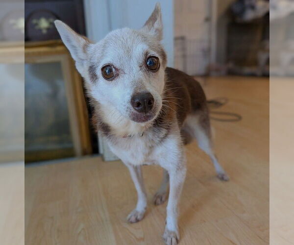 Medium Photo #3 Mutt Puppy For Sale in Vail, AZ, USA