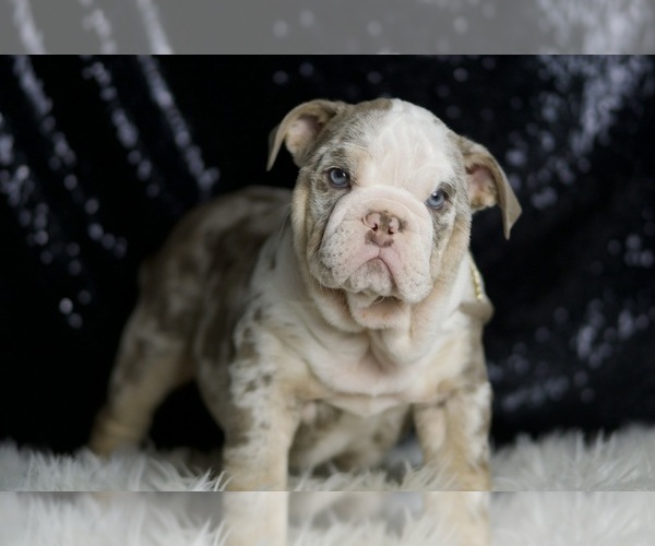 Medium Photo #6 English Bulldog Puppy For Sale in WARSAW, IN, USA
