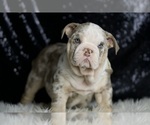 Small #5 English Bulldog