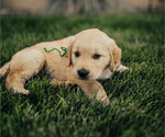 Small Photo #1 Golden Retriever Puppy For Sale in HONEYVILLE, UT, USA