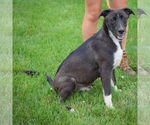 Small #6 Border Collie Mix