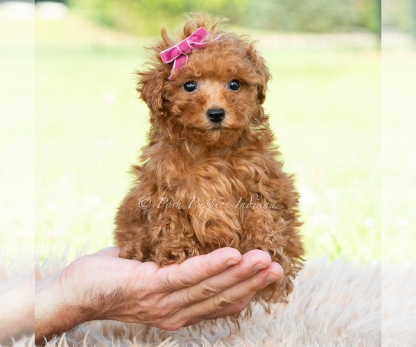 Medium Photo #12 Maltipoo (Toy) Puppy For Sale in WARSAW, IN, USA