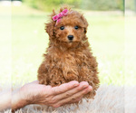 Small #5 Maltipoo (Toy)