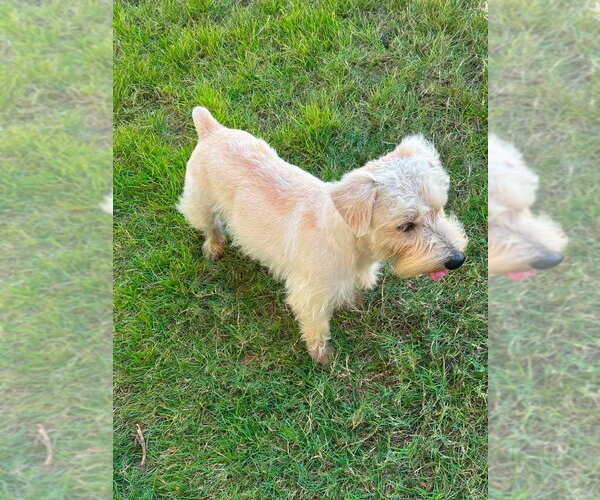Medium Photo #2 Miniature Schnauzer-Norfolk Terrier Mix Puppy For Sale in FRAMINGHAM, MA, USA