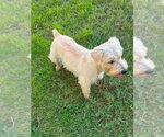 Small #1 Miniature Schnauzer-Norfolk Terrier Mix