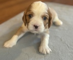 Puppy Puppy 6 Cavalier King Charles Spaniel