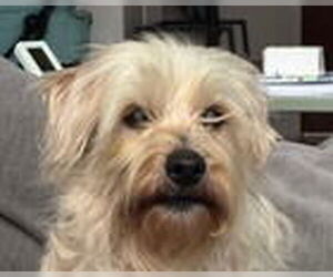 Gigi - Female Havanese Dog for Adoption - Photo #2