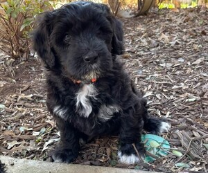 Portuguese Water Dog Puppy for Sale in WOODSTOCK, Georgia USA