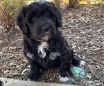 Puppy Dolly Portuguese Water Dog