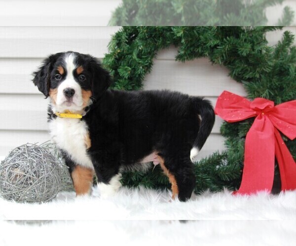 Medium Photo #2 Bernese Mountain Dog Puppy For Sale in APPLE CREEK, OH, USA