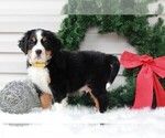 Small Photo #2 Bernese Mountain Dog Puppy For Sale in APPLE CREEK, OH, USA