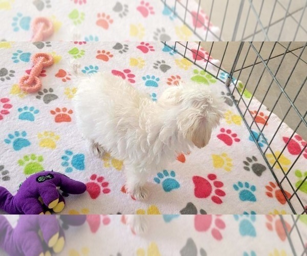 Medium Photo #2 Maltipoo (Toy) Puppy For Sale in ORO VALLEY, AZ, USA