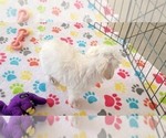 Small #1 Maltipoo (Toy)
