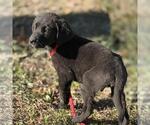 Small #2 Labrador Retriever Mix