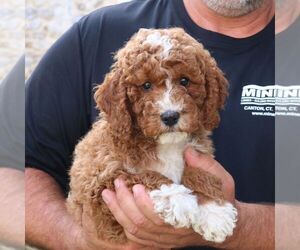 Goldendoodle (Miniature) Puppy for sale in NARVON, PA, USA