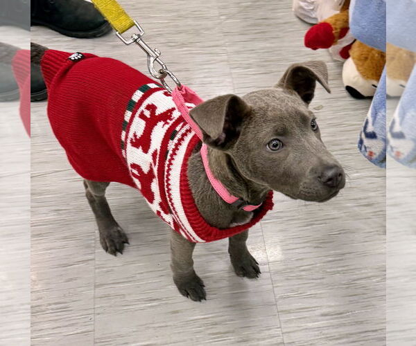 Medium Photo #2 Mutt Puppy For Sale in GILBERTS, IL, USA