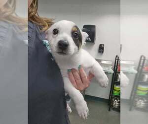 Mutt Dogs for adoption in Oak Bluffs, MA, USA