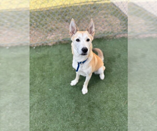 Medium Photo #1 Gerberian Shepsky Puppy For Sale in Texas City, TX, USA