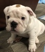 Small Photo #1 English Bulldog Puppy For Sale in KYLE, TX, USA