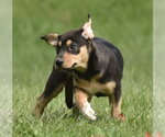 Small Photo #6 Australian Shepherd-Unknown Mix Puppy For Sale in Mechanicsburg, PA, USA