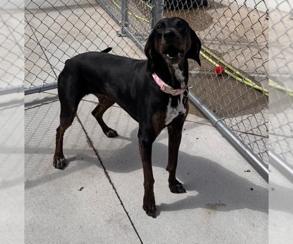 Medium Photo #7 Plott Hound Puppy For Sale in Muskegon, MI, USA