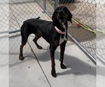 Small #6 Plott Hound
