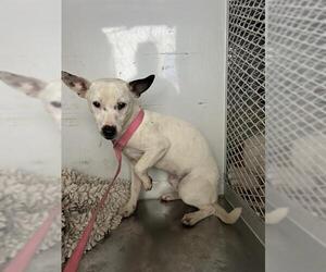 Chihuahua Dogs for adoption in Bakersfield, CA, USA