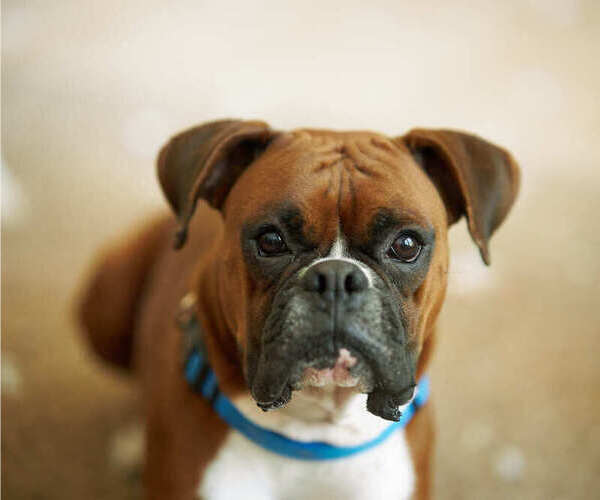 Medium Photo #1 Boxer Puppy For Sale in ANTIOCH, IL, USA