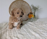 Small Photo #35 Poovanese Puppy For Sale in GOSHEN, IN, USA