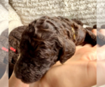 Small #2 Labradoodle mix (+ Poodle Standard)