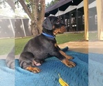 Small #3 Doberman Pinscher