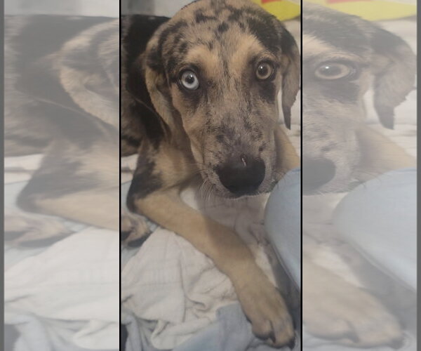 Medium Photo #2 Australian Shepherd-Catahoula Leopard Dog Mix Puppy For Sale in Ball Ground, GA, USA