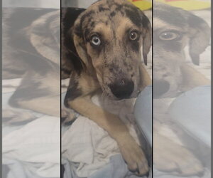 Prince - Male Australian Shepherd-Catahoula Leopard Dog Mix Dog for Adoption - Photo #2