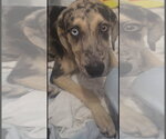 Small Photo #2 Australian Shepherd-Catahoula Leopard Dog Mix Puppy For Sale in Ball Ground, GA, USA