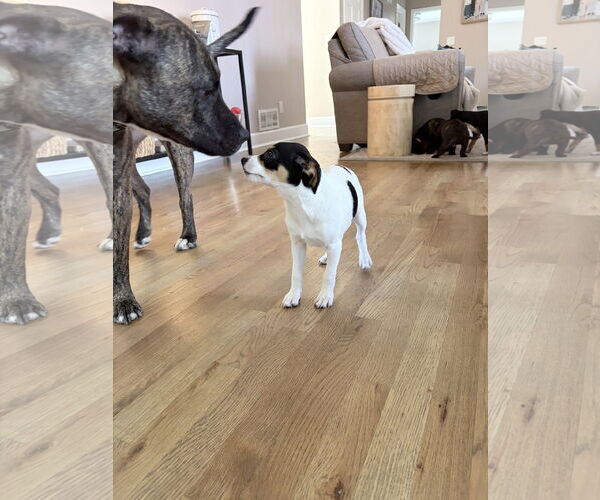 Medium Photo #3 Jack Chi Puppy For Sale in Ball Ground, GA, USA