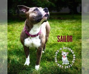 American Staffordshire Terrier Dogs for adoption in Omaha, NE, USA