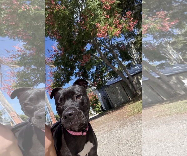 Medium Photo #10 Mutt Puppy For Sale in Sanford, FL, USA